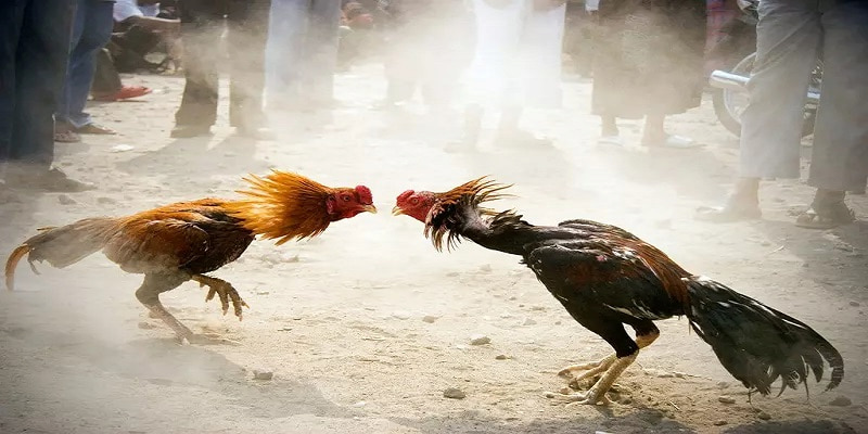 Ảnh minh họa: Quan sát kỹ các hành động chiến kê trước khi trận đấu bắt đầu Ảnh minh họa: Quan sát kỹ các hành động chiến kê trước khi trận đấu bắt đầu
