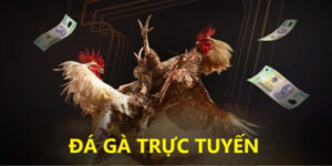 Đá Gà Trực Tuyến 88GO Có Gì HOT?